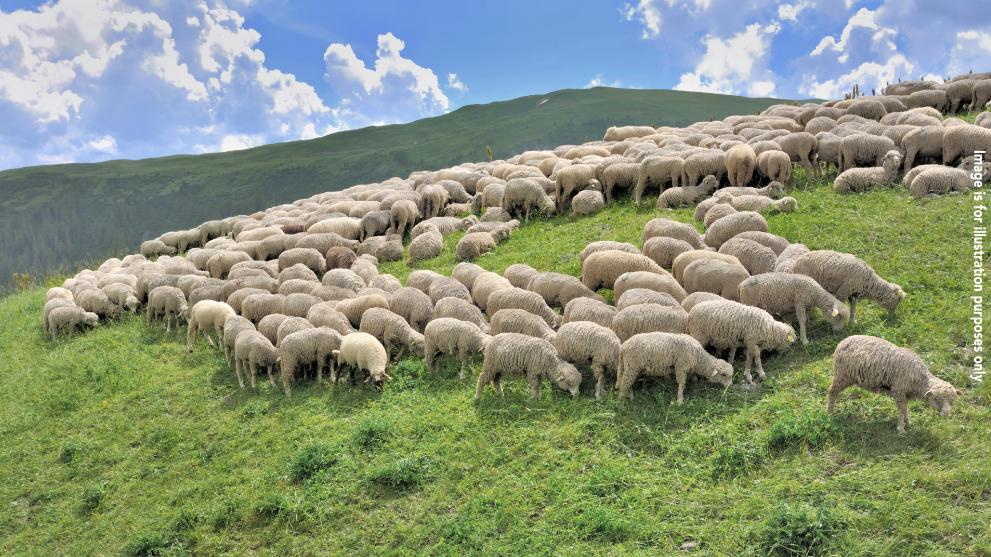 herd of sheep