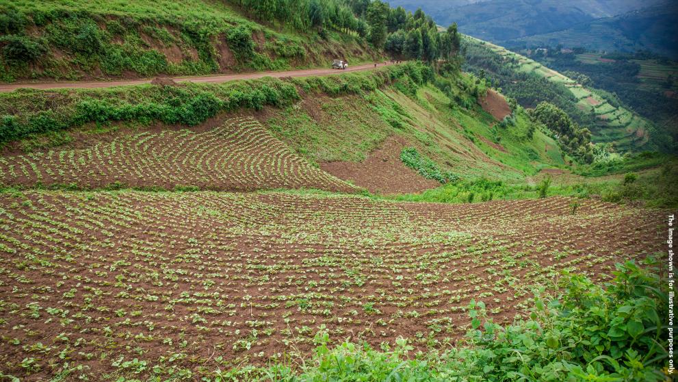 Corn production in Congo