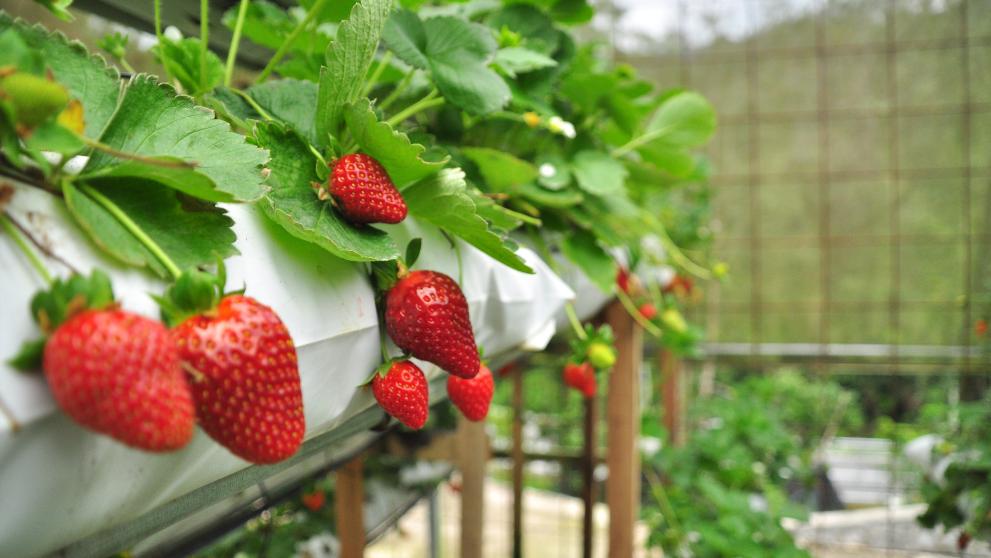 strawberries