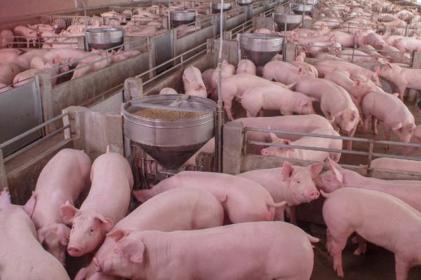 pigs farm