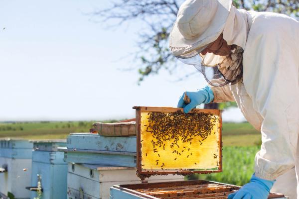 Beekeeping